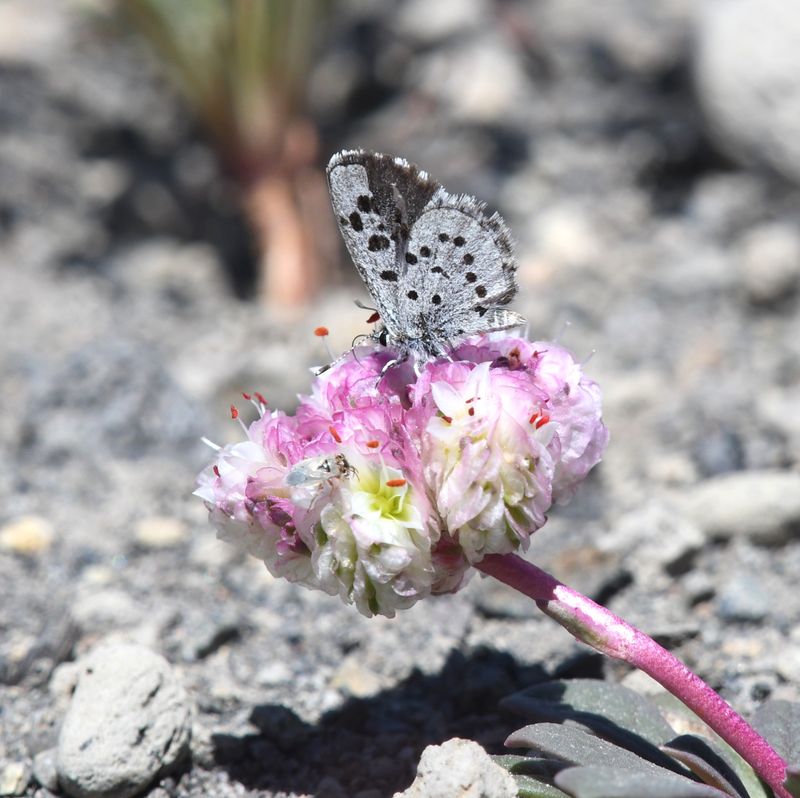 Leona's Little Blue: Philotiella leona