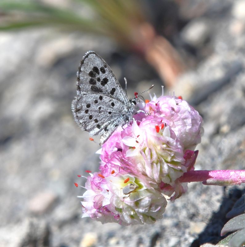 Leona's Little Blue: Philotiella leona