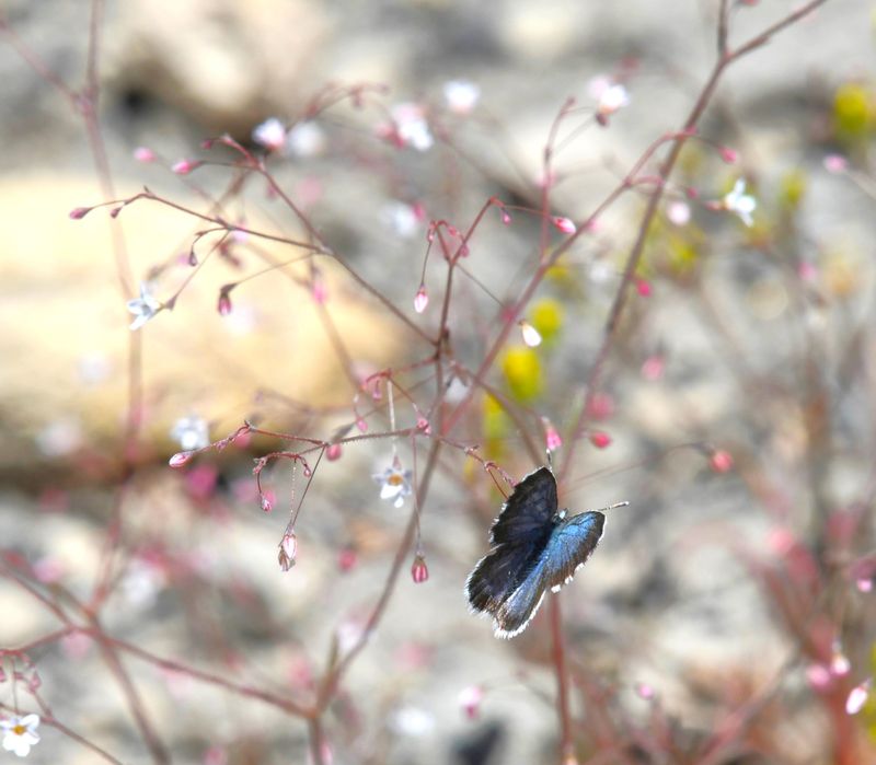 Leona's Little Blue: Philotiella leona