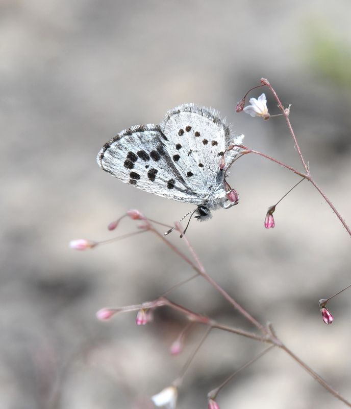 Leona's Little Blue: Philotiella leona