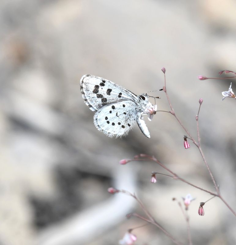 Leona's Little Blue: Philotiella leona