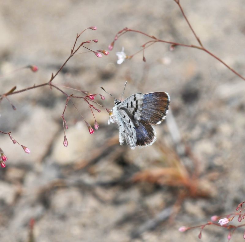 Leona's Little Blue: Philotiella leona
