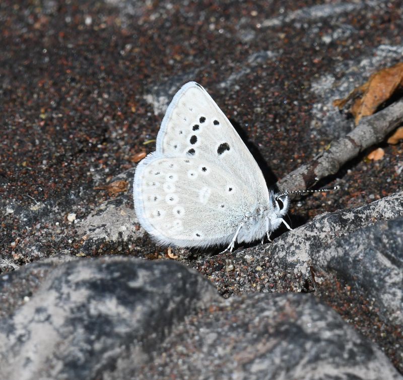 Boisduval's Blue: Icaricia icarioides