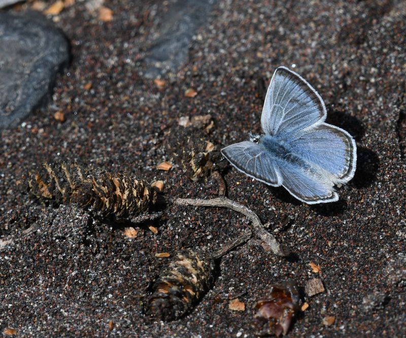 Boisduval's Blue: Icaricia icarioides