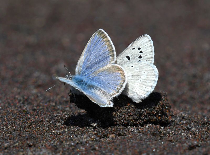 Boisduval's Blue: Icaricia icarioides