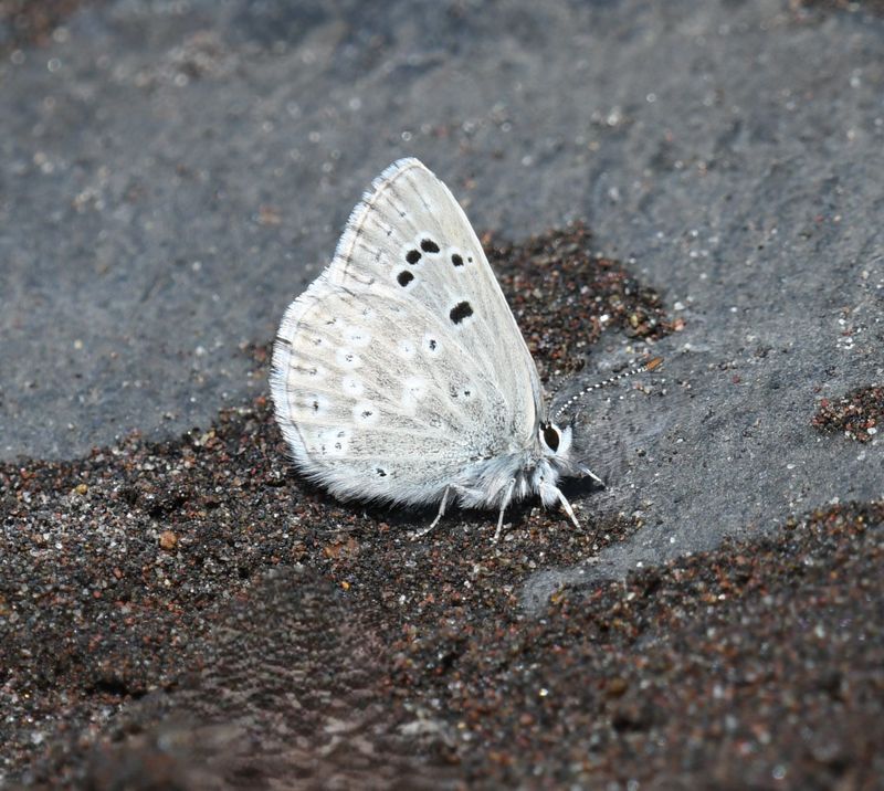 Boisduval's Blue: Icaricia icarioides