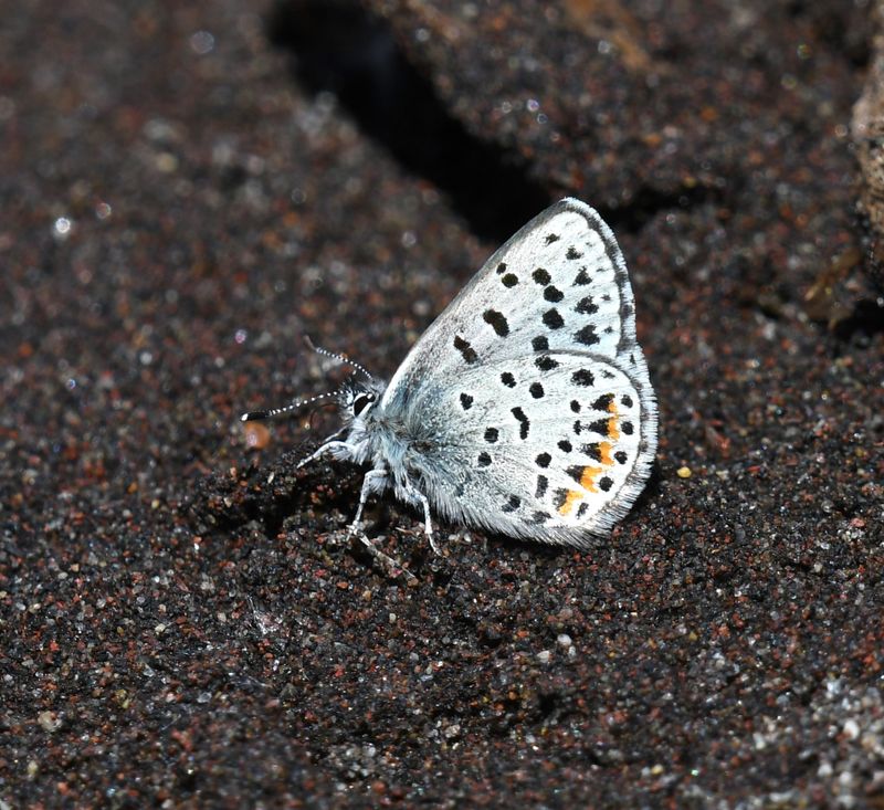 Columbia Blue: Euphilotes columbiae