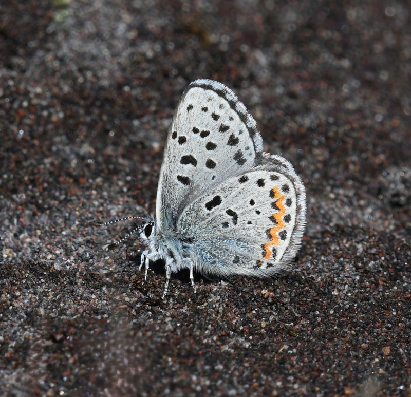 Columbia Blue: Euphilotes columbiae