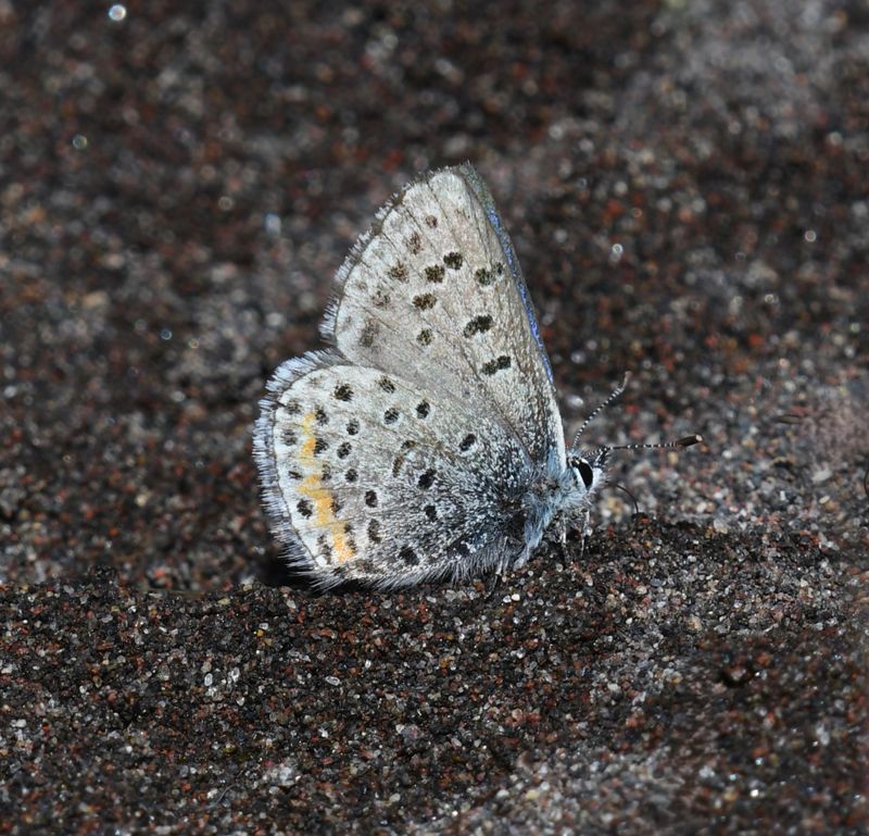 Columbia Blue: Euphilotes columbiae