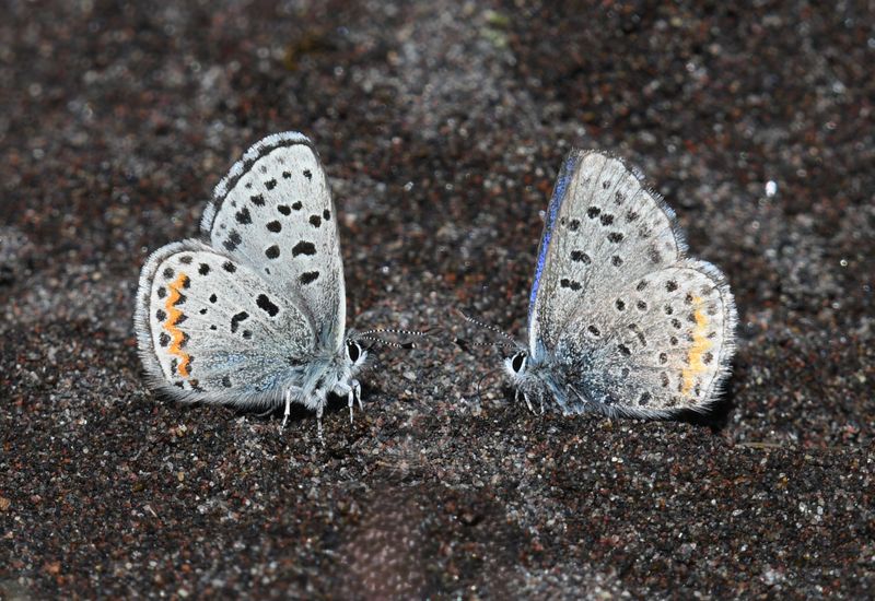Columbia Blue: Euphilotes columbiae