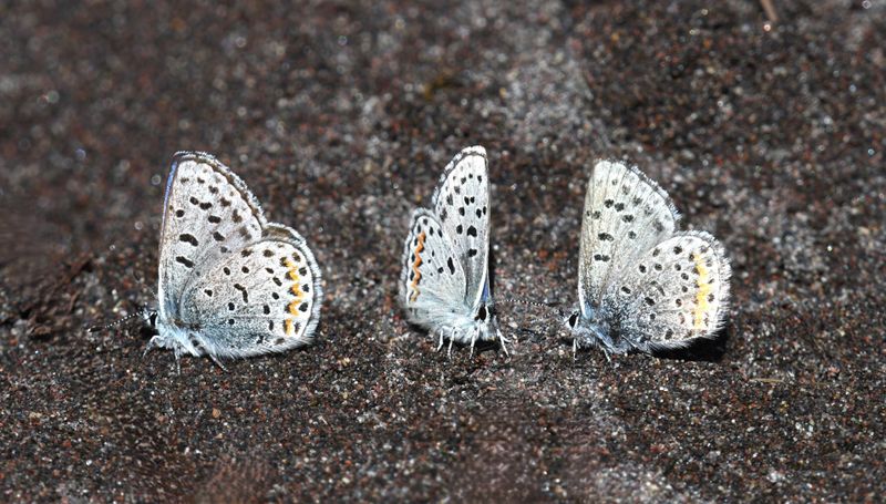 Columbia Blue: Euphilotes columbiae