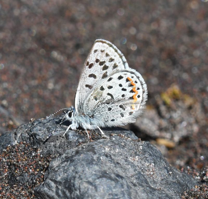 Columbia Blue: Euphilotes columbiae