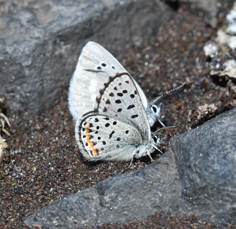 Columbia Blue: Euphilotes columbiae