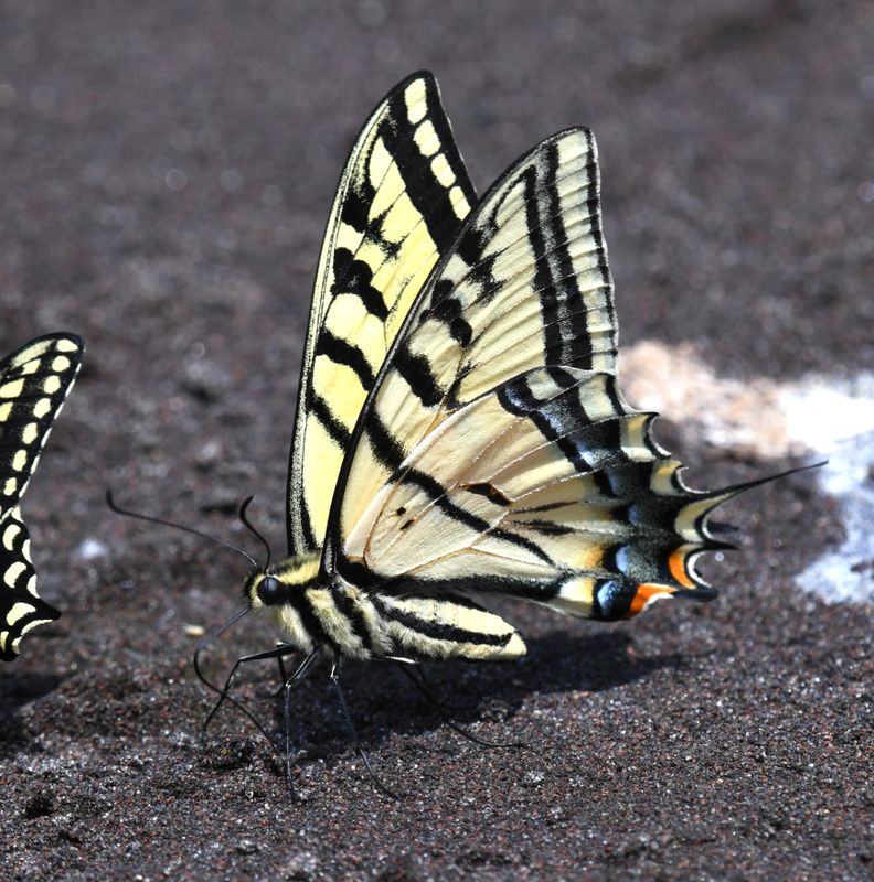 Two-tailed Tiger Swallowtail: Papilio multicaudatus