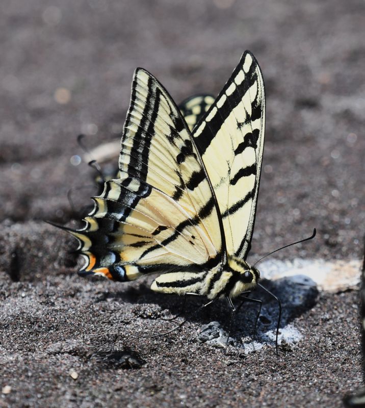 Swallowtail, Two-tailed Tiger