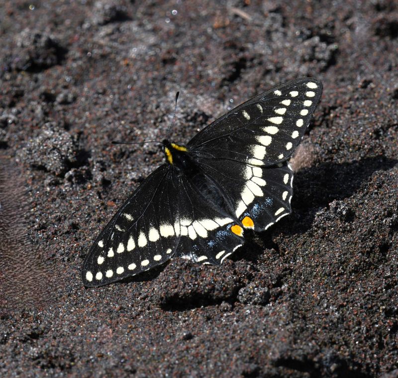 Indra Swallowtail: Papilio indra