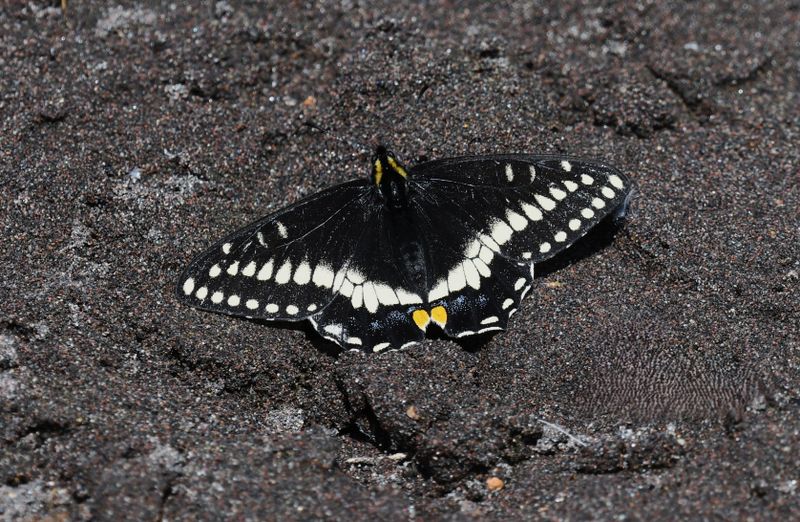 Indra Swallowtail: Papilio indra