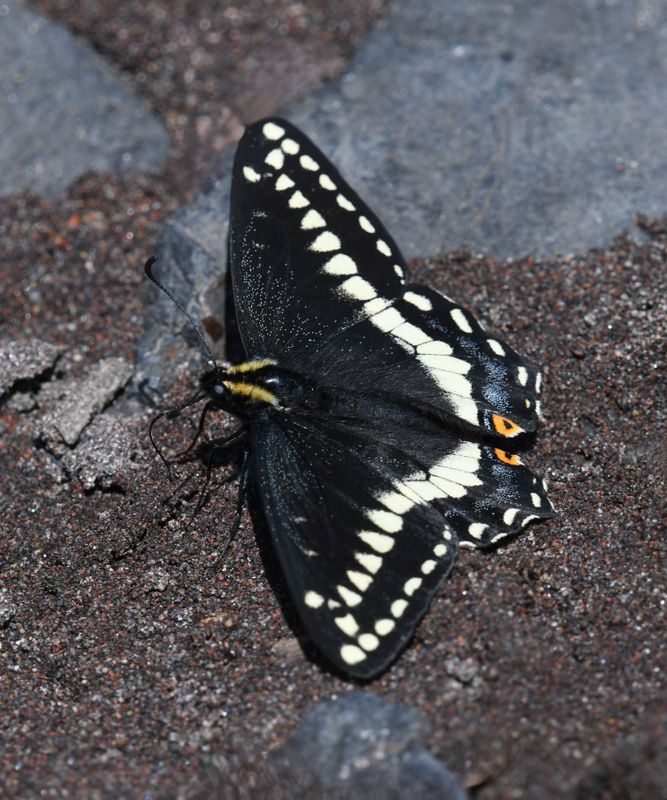 Indra Swallowtail: Papilio indra