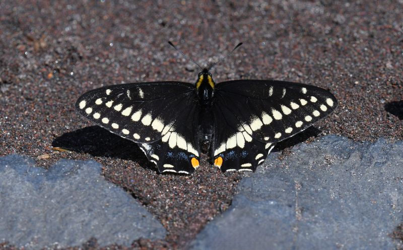 Indra Swallowtail: Papilio indra