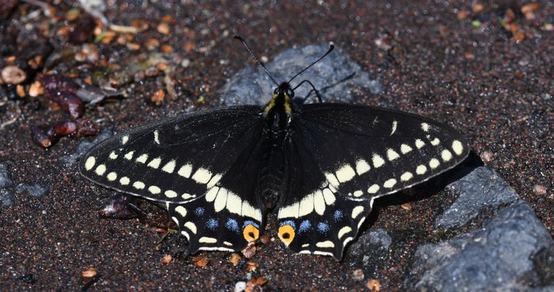 Indra Swallowtail: Papilio indra