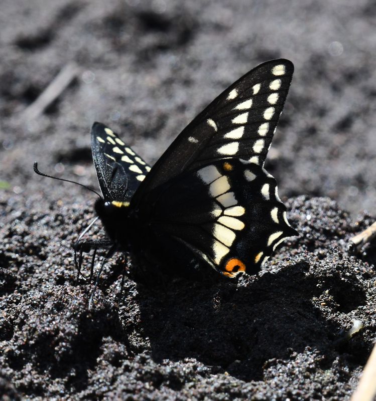 Indra Swallowtail: Papilio indra