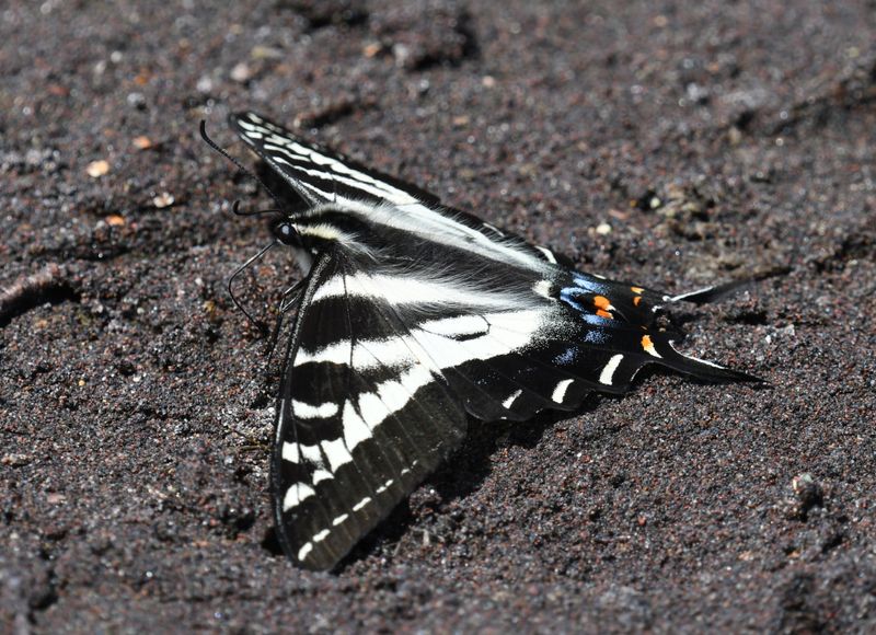 Pale Swallowtail: Papilio eurymedon