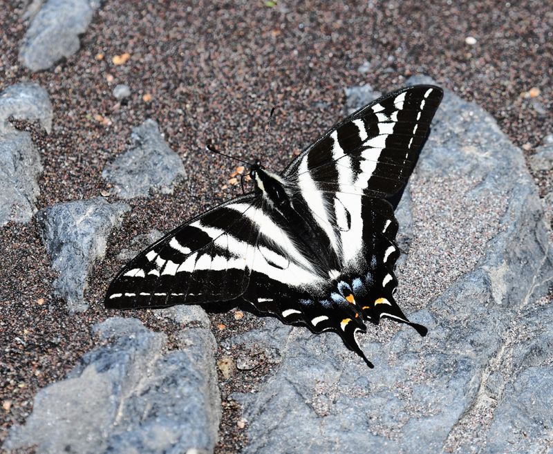Pale Swallowtail: Papilio eurymedon