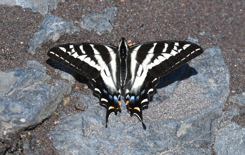 Pale Swallowtail: Papilio eurymedon