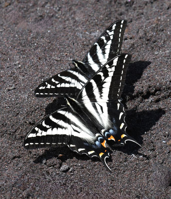 Pale Swallowtail: Papilio eurymedon