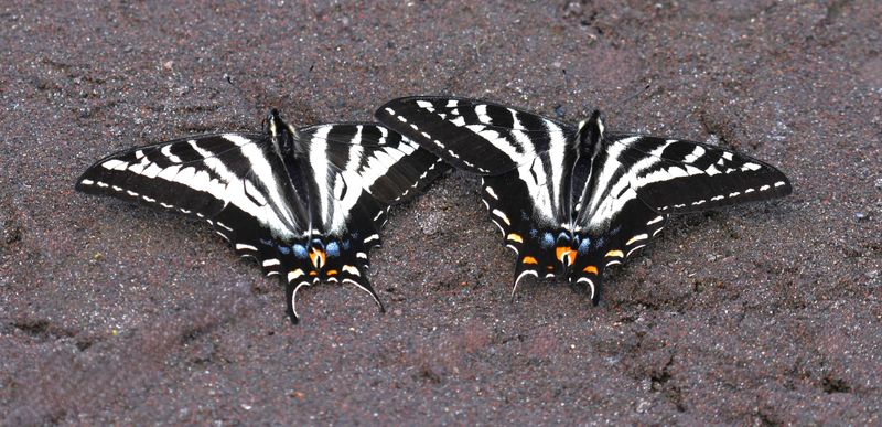 Pale Swallowtail: Papilio eurymedon