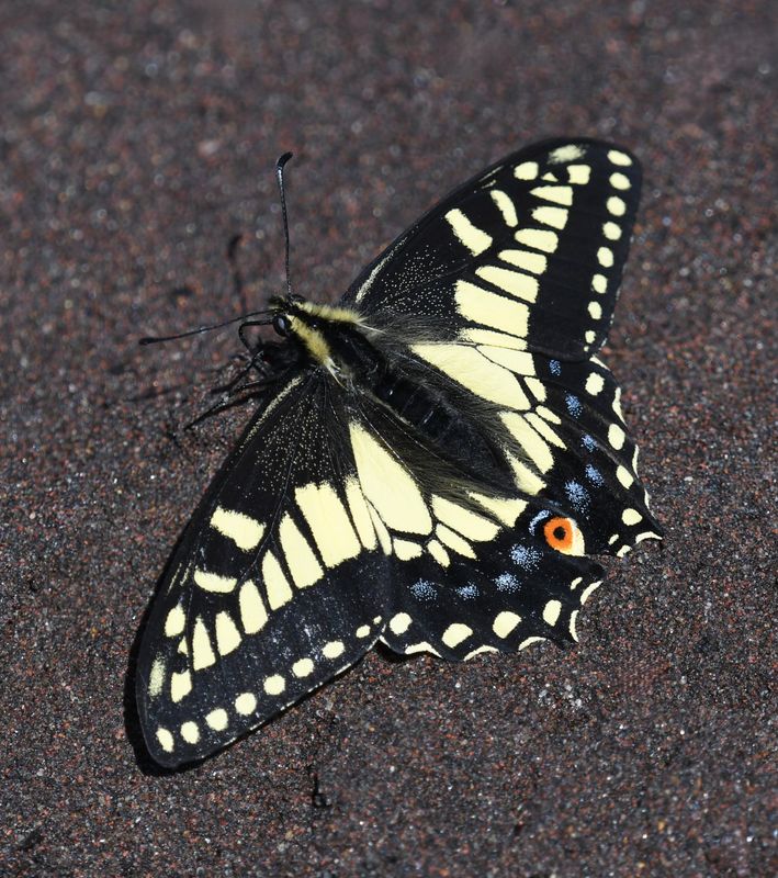 Anise Swallowtail: Papilio zelicaon