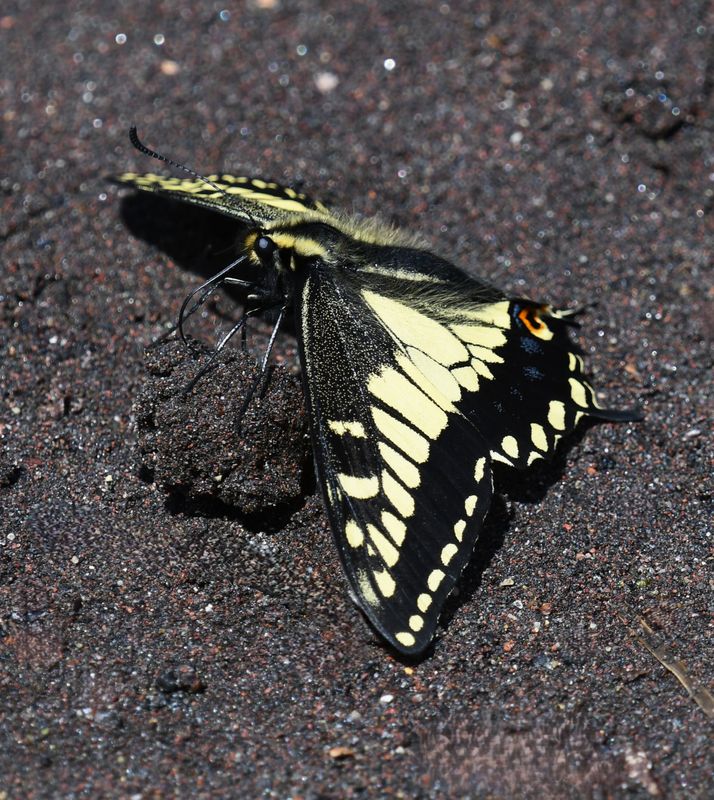 Anise Swallowtail: Papilio zelicaon