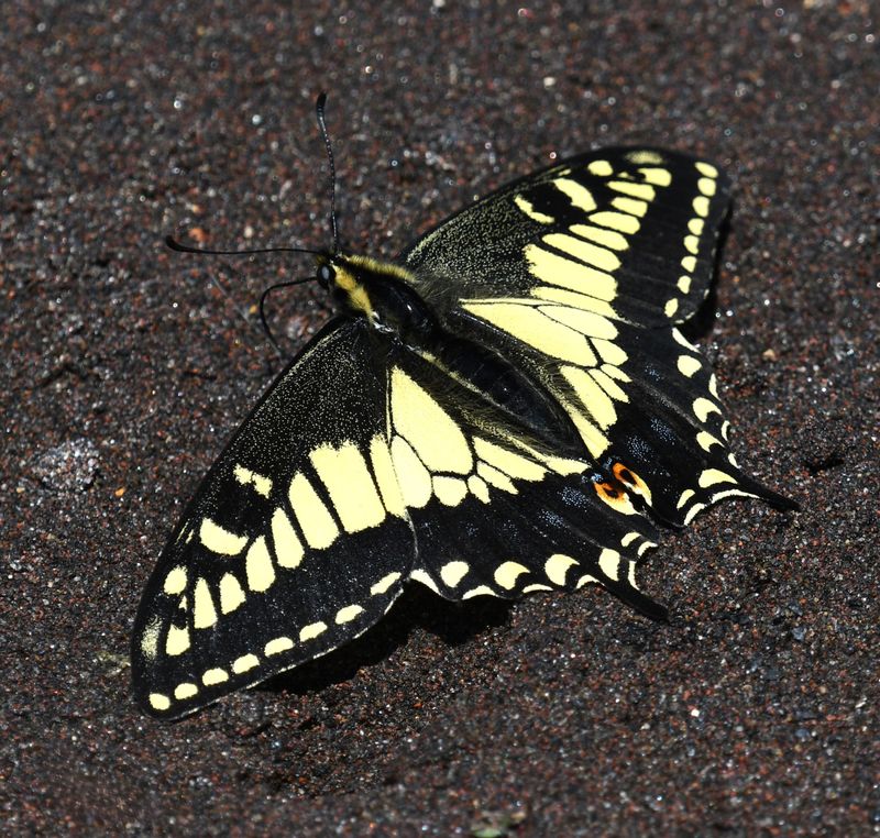 Anise Swallowtail: Papilio zelicaon
