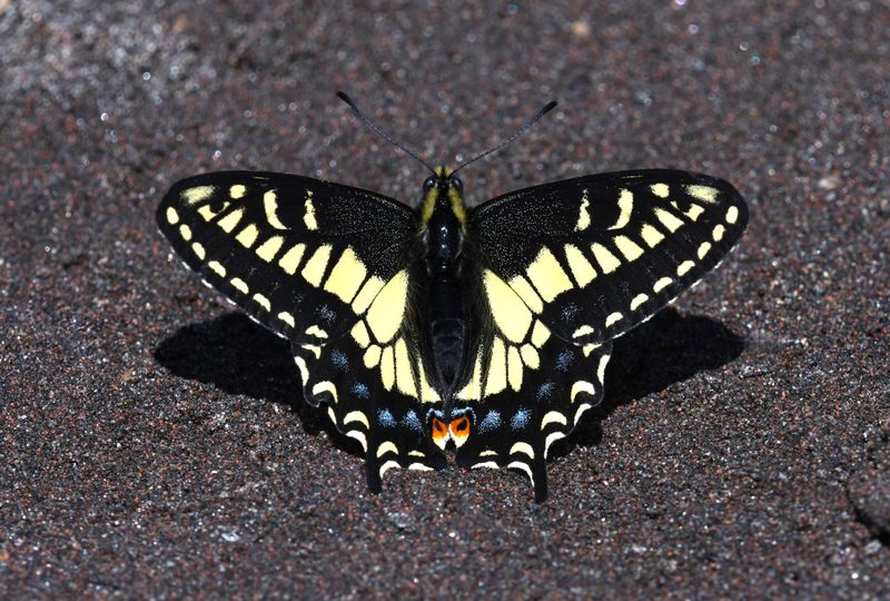 Anise Swallowtail: Papilio zelicaon