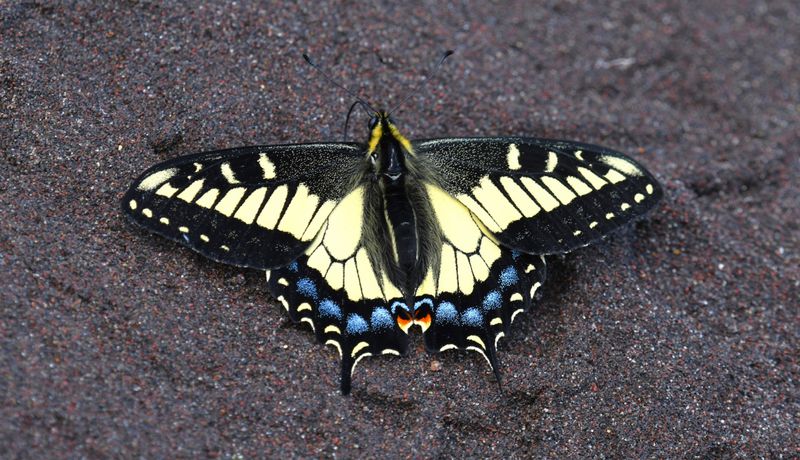 Anise Swallowtail: Papilio zelicaon