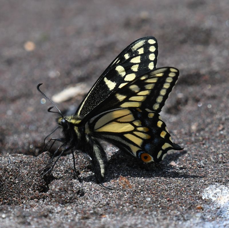 Anise Swallowtail: Papilio zelicaon