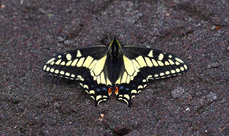 Anise Swallowtail: Papilio zelicaon