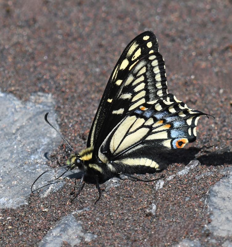 Anise Swallowtail: Papilio zelicaon