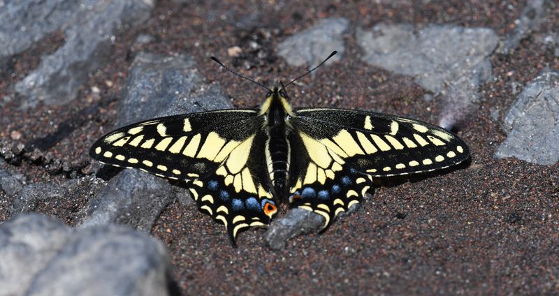 Anise Swallowtail: Papilio zelicaon