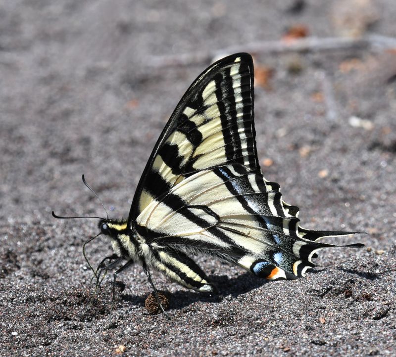 Western Tiger Swallowtail: Papilio rutulus
