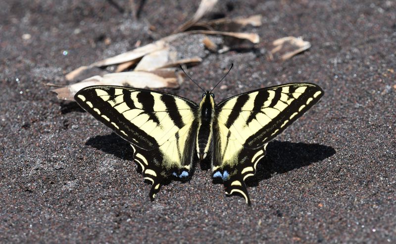 Western Tiger Swallowtail: Papilio rutulus