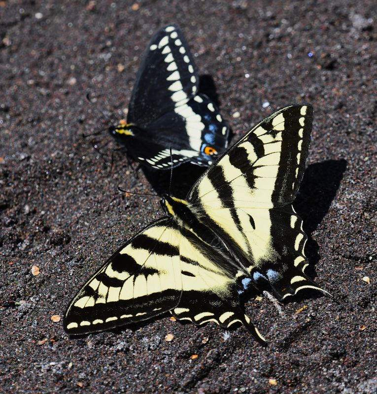 Swallowtail, Western Tiger