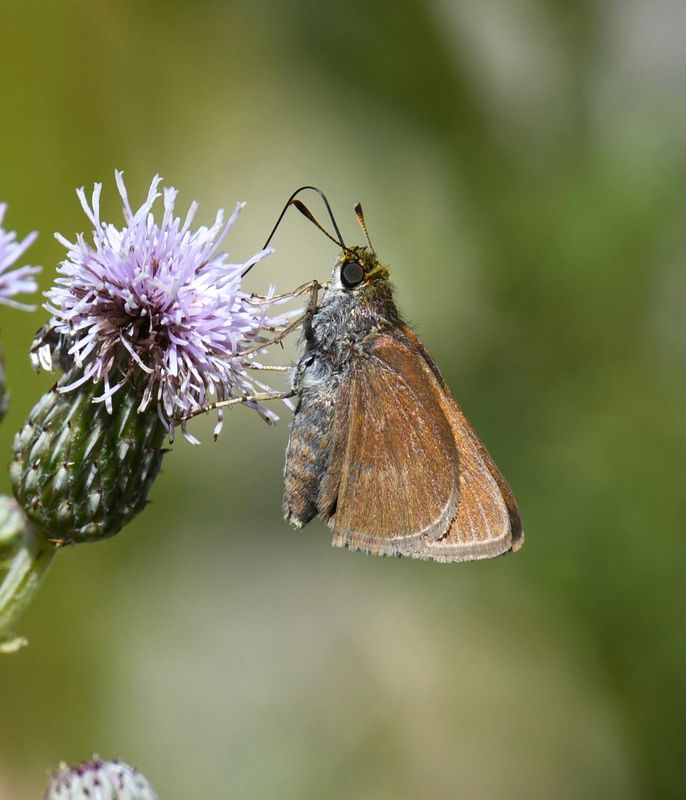 Dun Skipper: Euphyes vestris