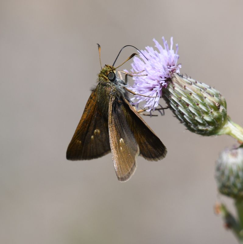 Dun Skipper: Euphyes vestris