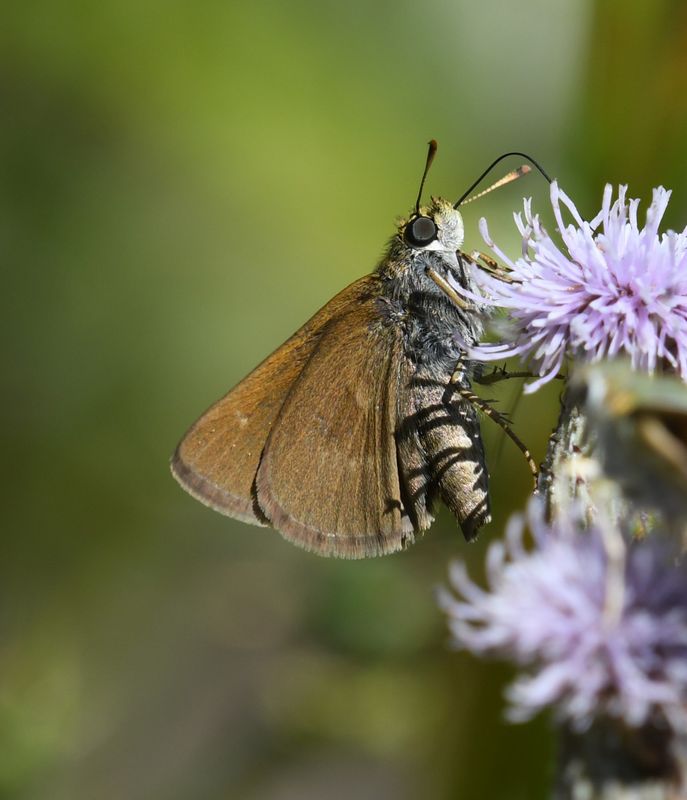 Dun Skipper: Euphyes vestris