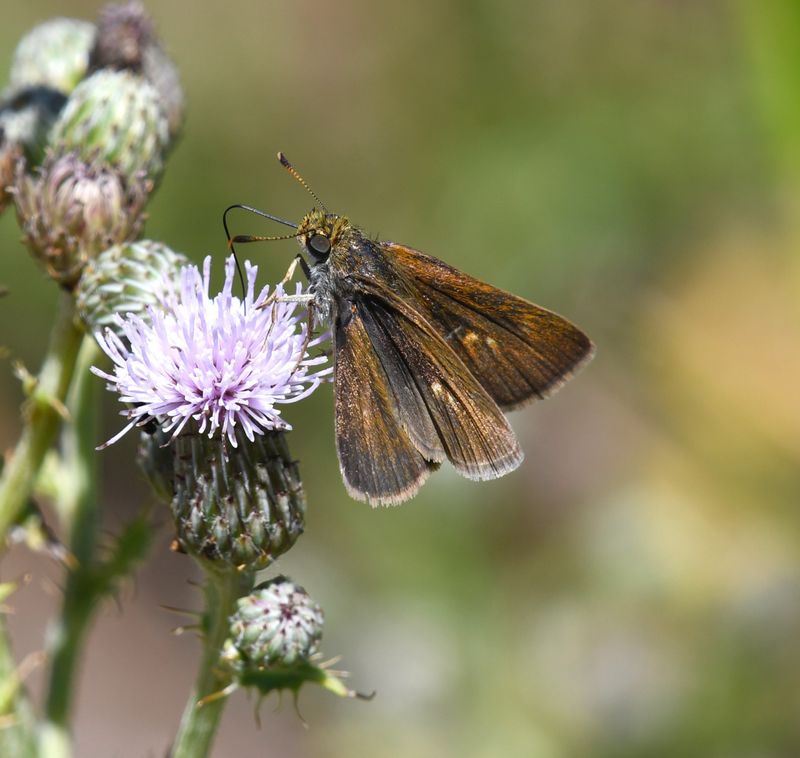Dun Skipper: Euphyes vestris