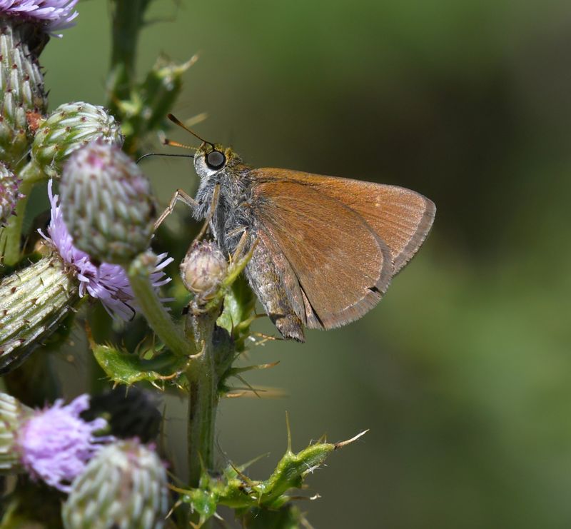 Dun Skipper: Euphyes vestris