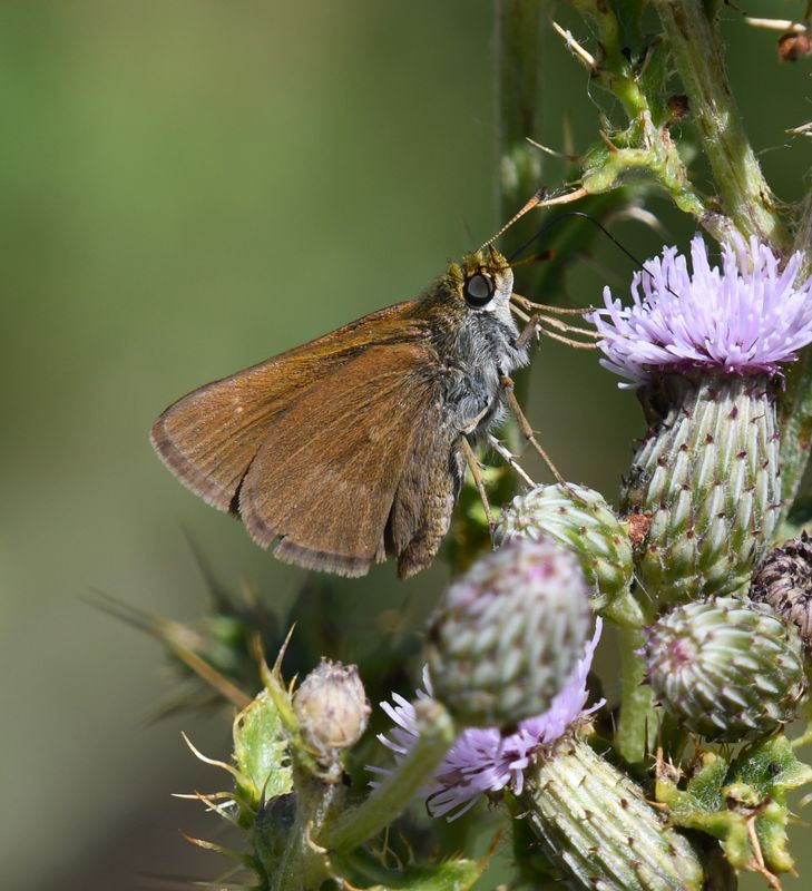 Dun Skipper: Euphyes vestris