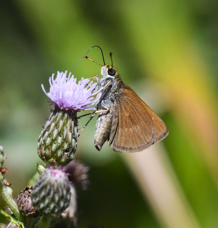 Dun Skipper: Euphyes vestris