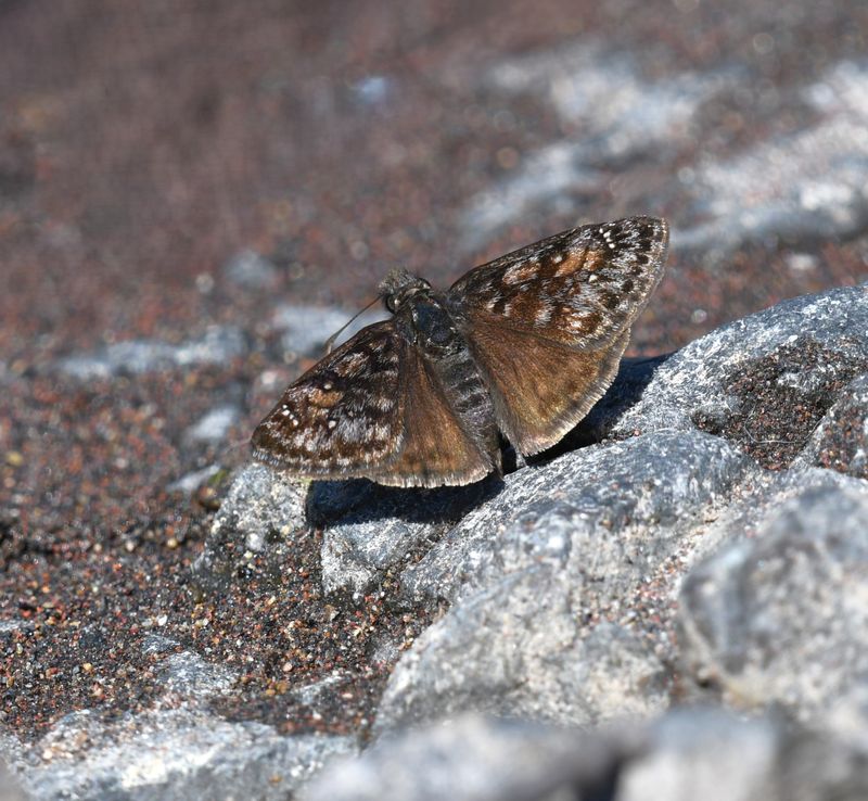 Pacuvius Duskywing: Erynnis pacuvius